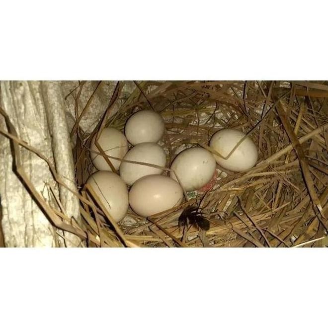 

TELUR VERTIL AYAM BANGKOK EKOR LIDI