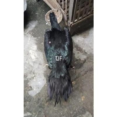 

DIJUAL TELUR VERTIL AYAM BANGKOK EKOR LIDI MURAH