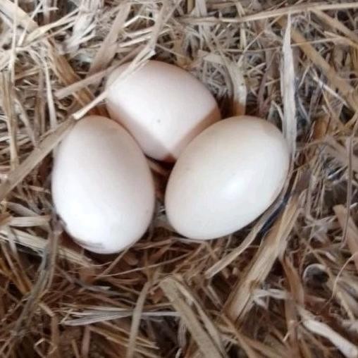 

TELUR AYAM PAKHOY ORI THAILAND VERTIL SIAP DI TETASKAN JAMINAN SUPER OIGINAL BERGARANSII