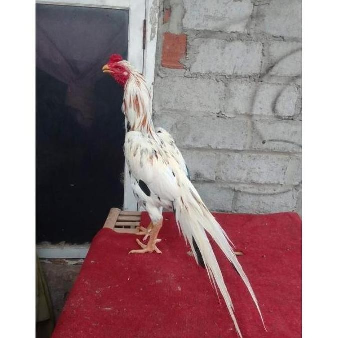 

TELUR VERTIL AYAM BANGKOK EKOR LIDI WB BULU KAKU