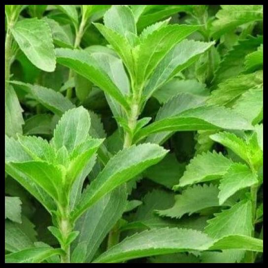 

Terlaris Stevia Sugar Powder, Bubuk Halus Gula Stevia, Kemasan 500 Gram Good Quality