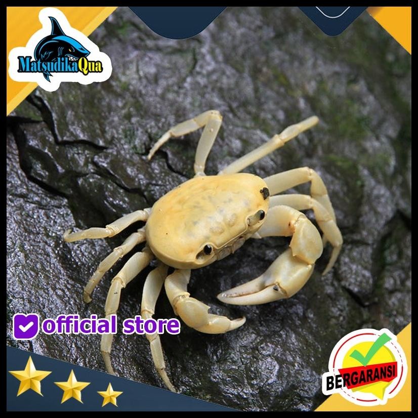 

KEPITING HIAS BANANA CRAB AIR TAWAR PALUDARIUM