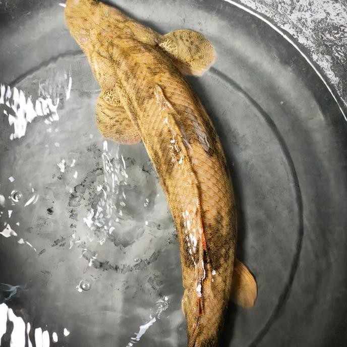 Terlaris Ikan Hias Palmas Endlycery Big Size Jumbo