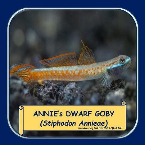 Terlaris Ikan Hias Air Tawar - Annie Dwarf Goby / Stiphodon Annieae