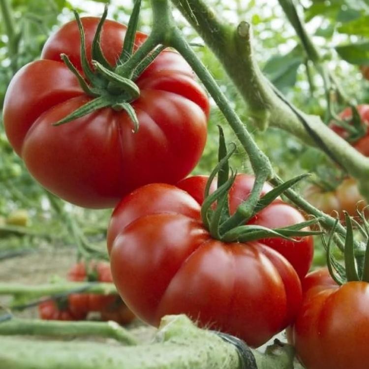 Promo Cod Bisa Bayar Di Tempat - Tomat Keriting Mawar 50 Biji Bibit Seed Benih Tomat Keriting Mawar 