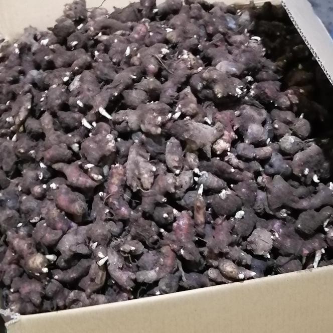 

baru Bibit Jahe Merah Super 1 Kg, Tinggal semai