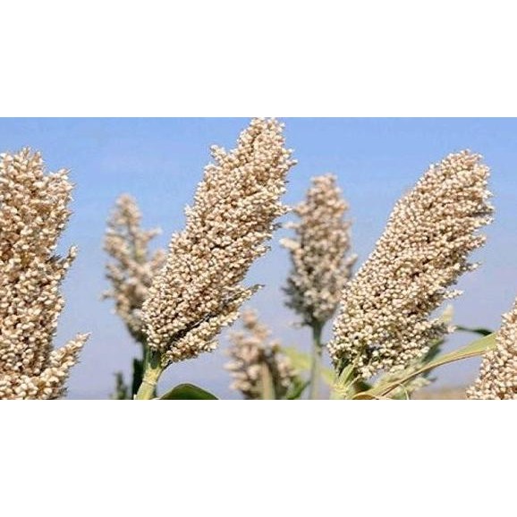 baru ( 1 Kg ) Benih Sorgum Putih | Batang Manis