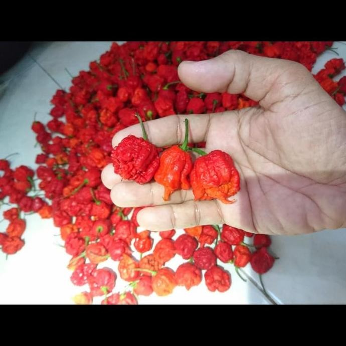 

BUAH CABAI CABE CAROLINA REAPER SEGAR