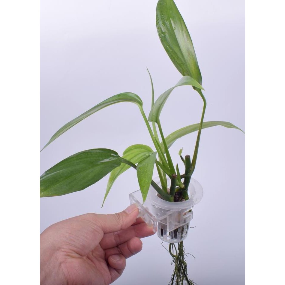 

Pot Gantung Tanaman Aquarium Aquascape Planting Cup 2 Pcs/Pack