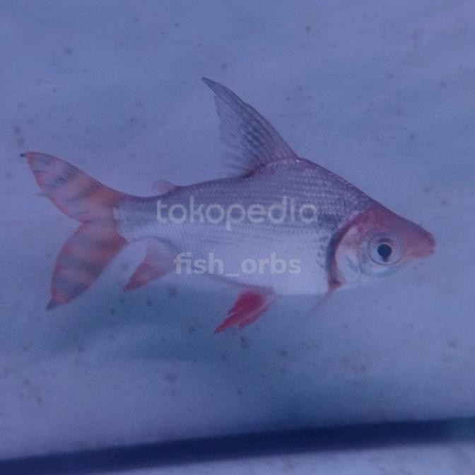 Hiasan Aquarium Red Feifeng / Red Fei Feng / Rff