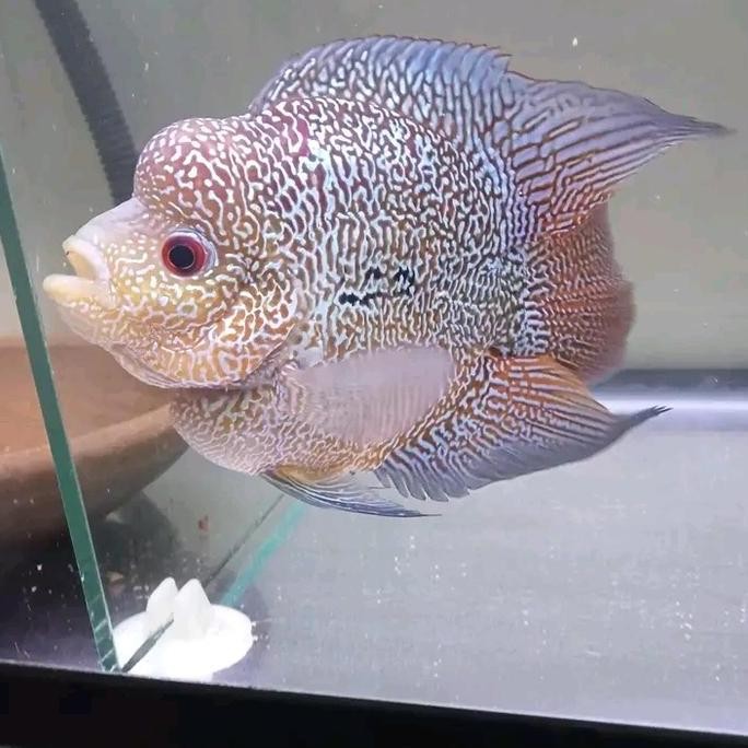 Ikan Louhan Cencu Bonsai Size 8-10Cm Hiasan Aquarium