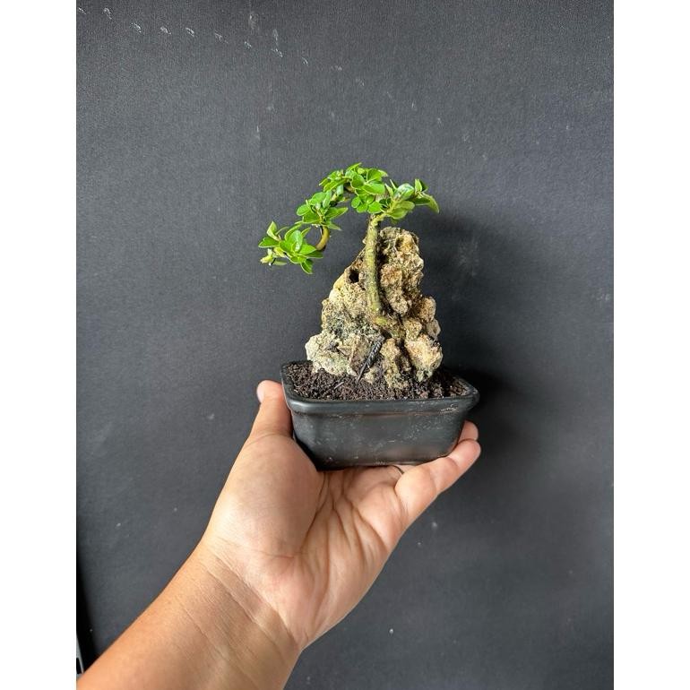 BONSAI SANCANG ON THE ROCK SHITO