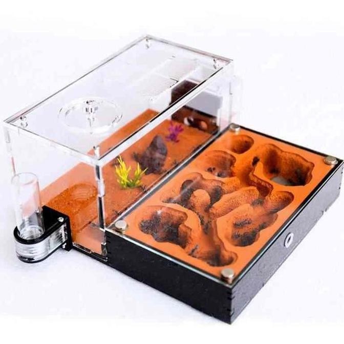 Formicarium Ecological Datar , Formicarium Akrilik, Formicarium Kaca, Ants Nest, Ant, Gypsum Nest, C