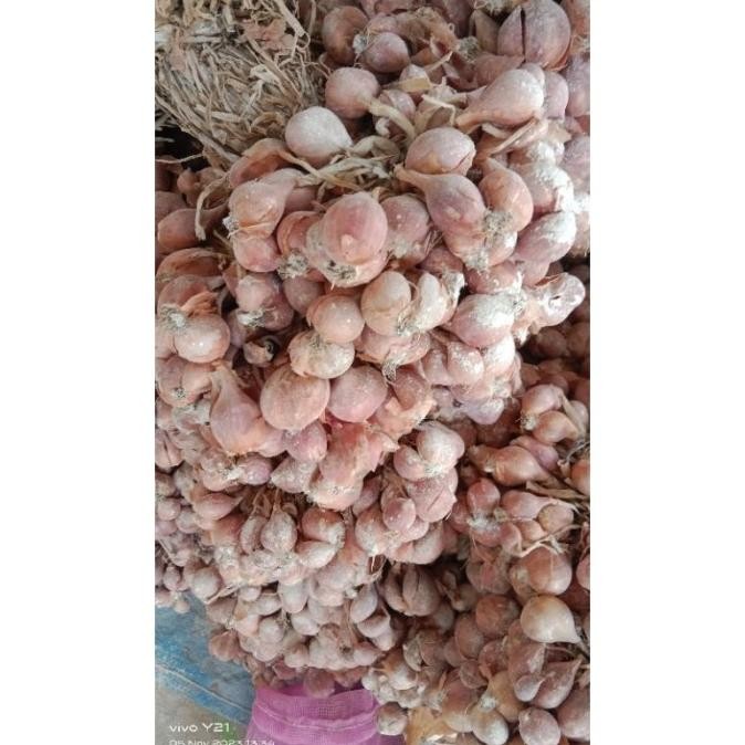 [Expert] Bibit Bawang Merah NGANJUK 1 KG ( Bibit ukuran kecil)