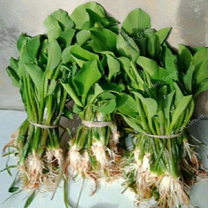 

sayur genjer segar per ikat