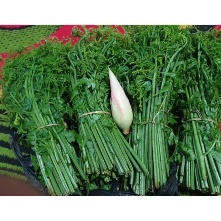 

Pakis Sayur Segar 500Gram