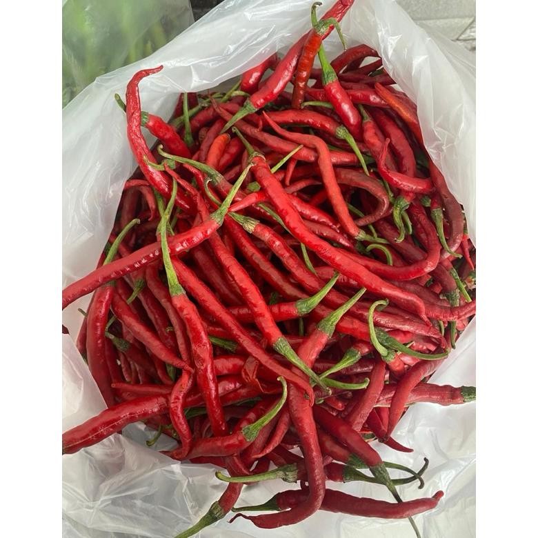 

Cabe Merah kriting 1 KG murah Meriah