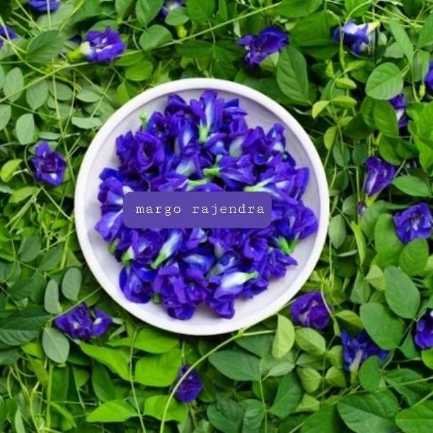 

BUNGA TELANG KERING 1KG TEH BUTTERFLYPEA TEA ORIGINAL DAN TERPERCAYA