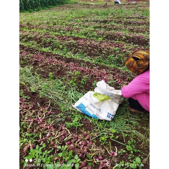 

bawang merah lokal bali karet super ( 1000 gram) petani langsung khas jawa barat