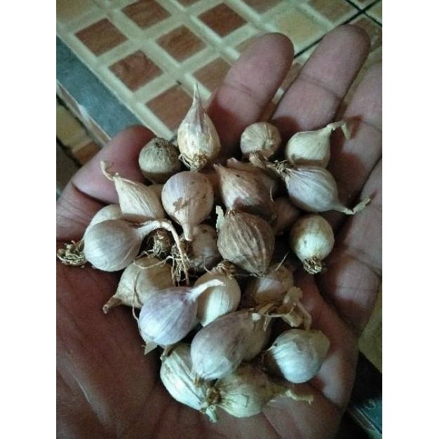 

Bawang Putih Tunggal Lokal Kecil Fresh 250-1000 Gram