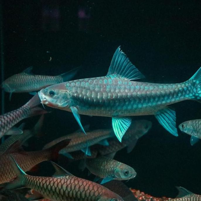 // ikan masheer Neo heter //