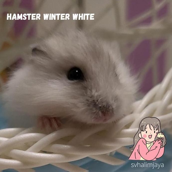 New* Hamster Winter White Argente .