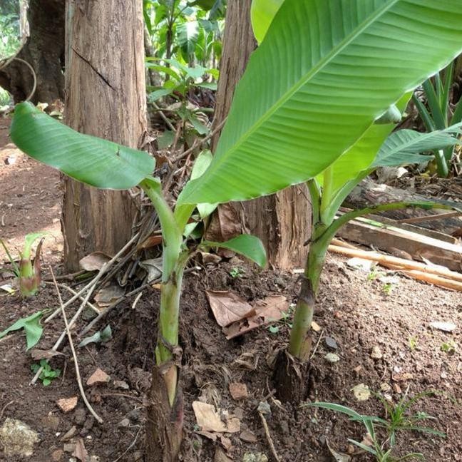 Bibit Pisang Raja Sereh//Pisang Raja Sereh ATV