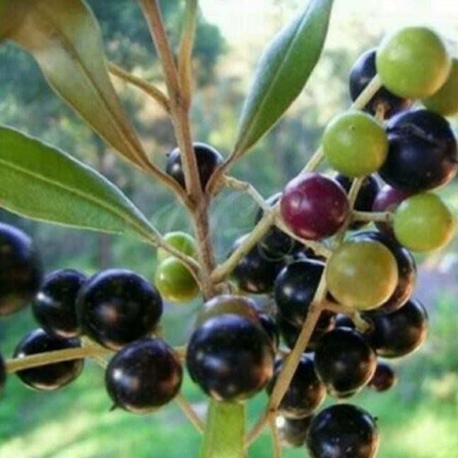 Bibit Tanaman Buah Zaitun Unggul/Pohon Zaitun ATZ