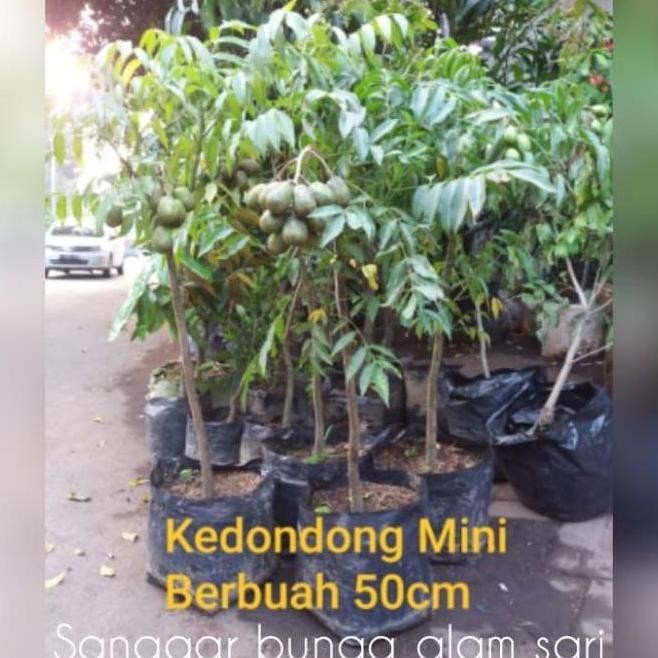 Tanaman Buah kedondong / Bibit Buah Kedondong ATZ