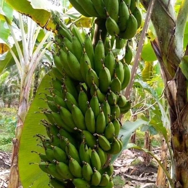 

5 bibit pisang jantan at lilin khas lampung ATV