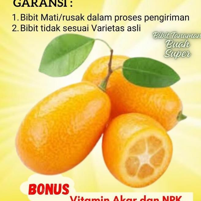 

bibit tanaman buah JERUK NAGAMI unggul bergaransi ATZ