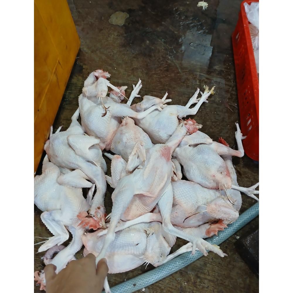 

Ayam Merah Hidup 1.8 - 2 Kg Per Ekor - Promo Ayam Kampung Petelor Segar Original