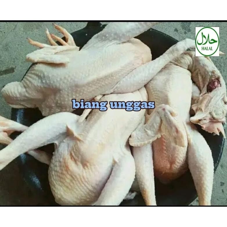 

Ayam Petelur Besar / Ayam Merah Tua / Afkir - Fresh & Hemat Original