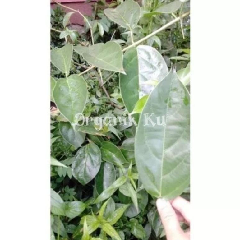 

daun cincau hijau perdu segar 500 gram