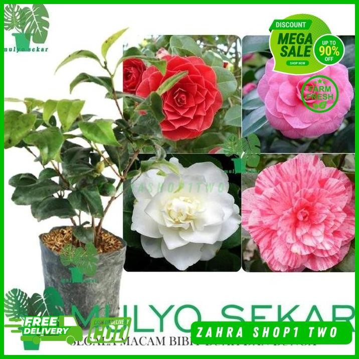TANAMAN HIDUP BUNGA CAMELIA TUMPUK BUNGA HIAS CAMELIA UNGGULAN TERBAIK 