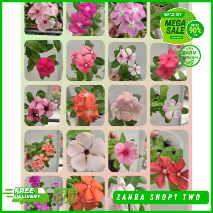 BUNGA VINCA IMPORT BERBUNGA VINCA TAPAK DARA IMPORT BUNGA VINCA TANAMAN BIBIT GANTUNG DISUKAI BANYAK