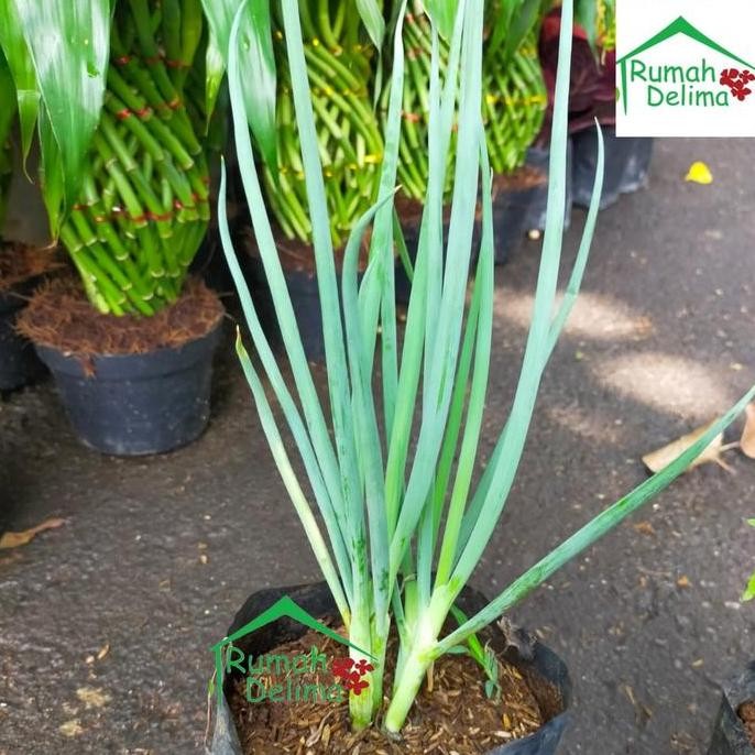 

fresh Tanaman daun bawang