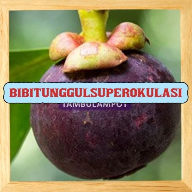 Bibit Tanaman Buah manggis Okulasi Stek Cangkok Unggul Tambulampot