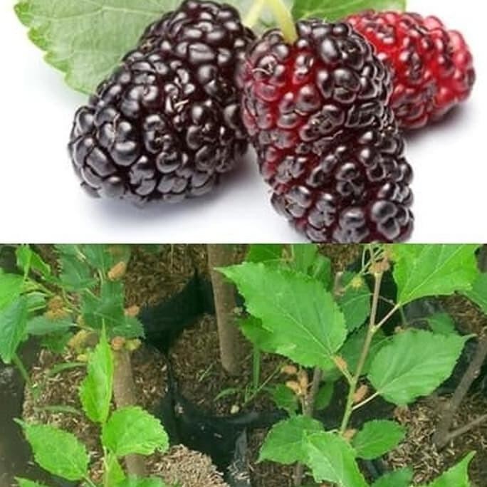 Bibit Tanaman Buah Murbei Pohon Murbei Bibit Arbei Bibit Murbei