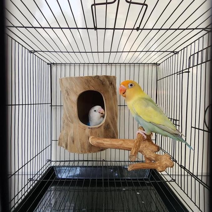 Glodok finch parkit glodok burung kecil