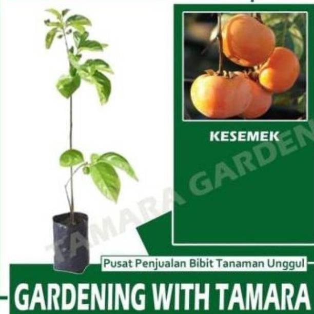 [Expert] BIBIT KESEMEK JUMBO UNGGUL CEPAT BERBUAH