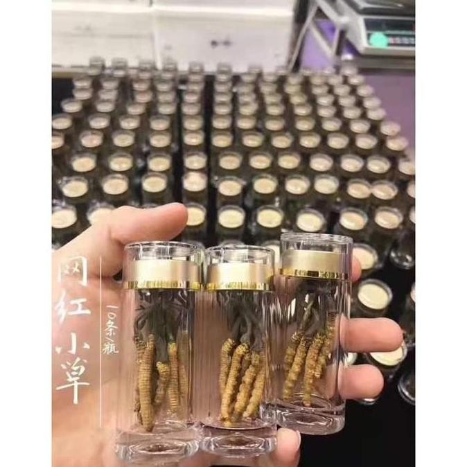 

TERLARIS - Cordyceps kualitas terbaik dong chong xia chao dong cong cao