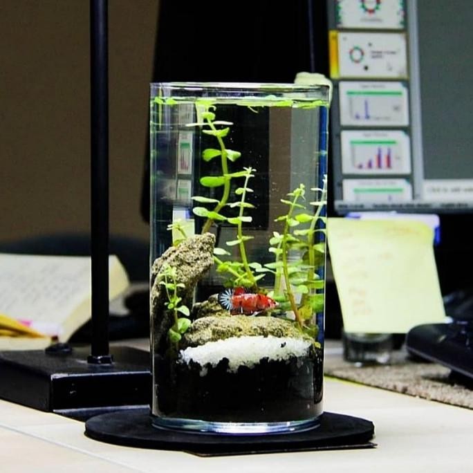 Aquarium Mini Kaca Tabung / Akuarium Ikan Hias Kecil Guppy Cupang / Aquascape