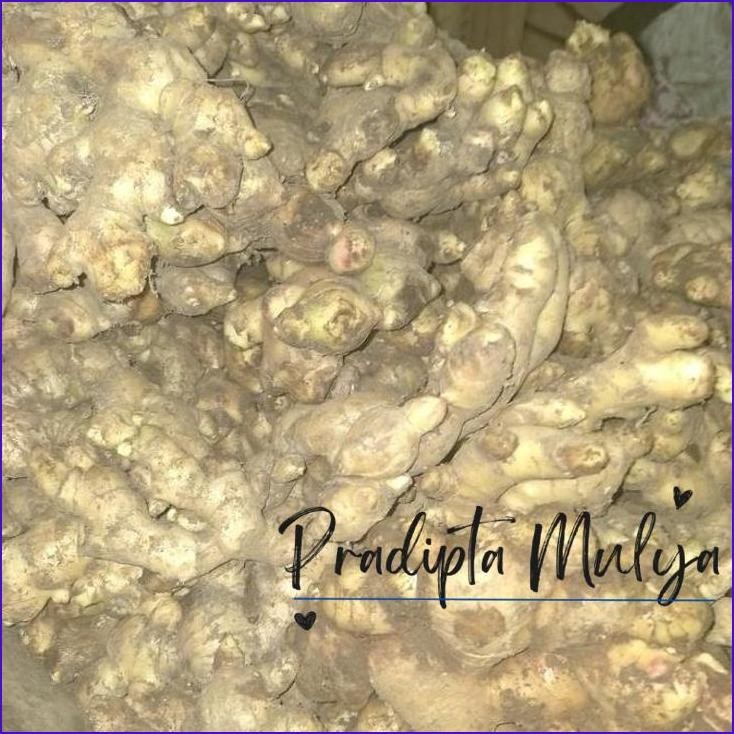 

Masih Ready Jahe Gajah Segar Super 1Kg