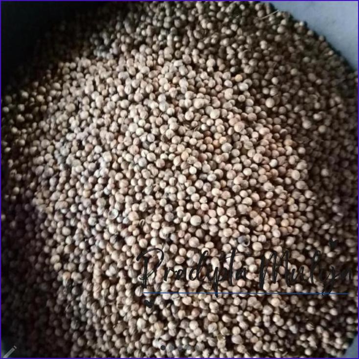 

Stok Ready.! Biji Ketumbar/Tumbar Hitam Premium 250Gram.