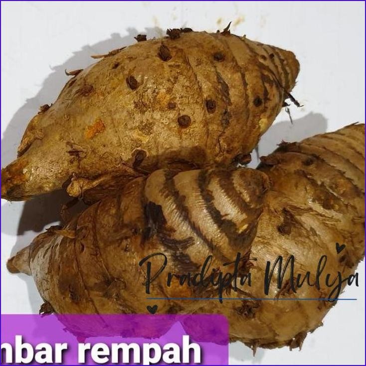 

Langsung Di Co Temulawak Segar 1Kg. Herbal