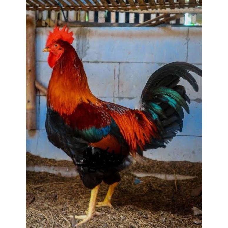 

TELUR TETAS AYAM YUDISTIRA AKY PS UNTUK DI TETASKAN