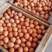 

TELUR AYAM KHUSUS INSTANT