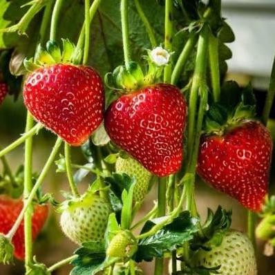 bibit strawberry mencir / tanaman buah strowbery jenis mencir FRESS