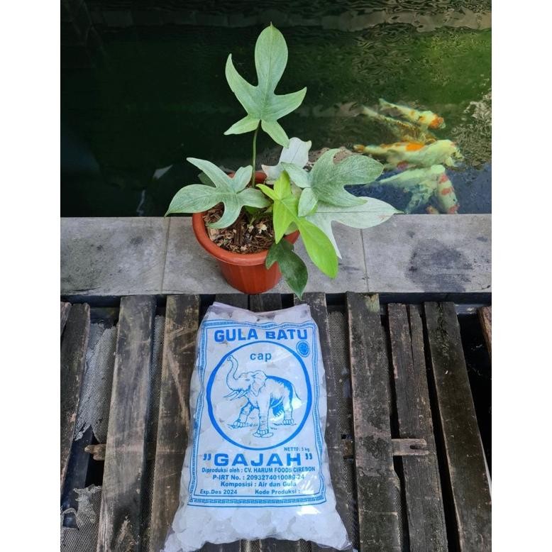 

Gula Batu Kristal Potongan Kecil Kemasan 5 Kg! Gula Kristal Khas Cirebon! Pabrik SV